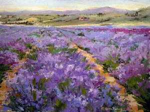 Fields of Lavendar